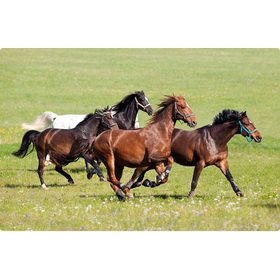 Drinkable extract "Horse Placenta Extract AL-20"